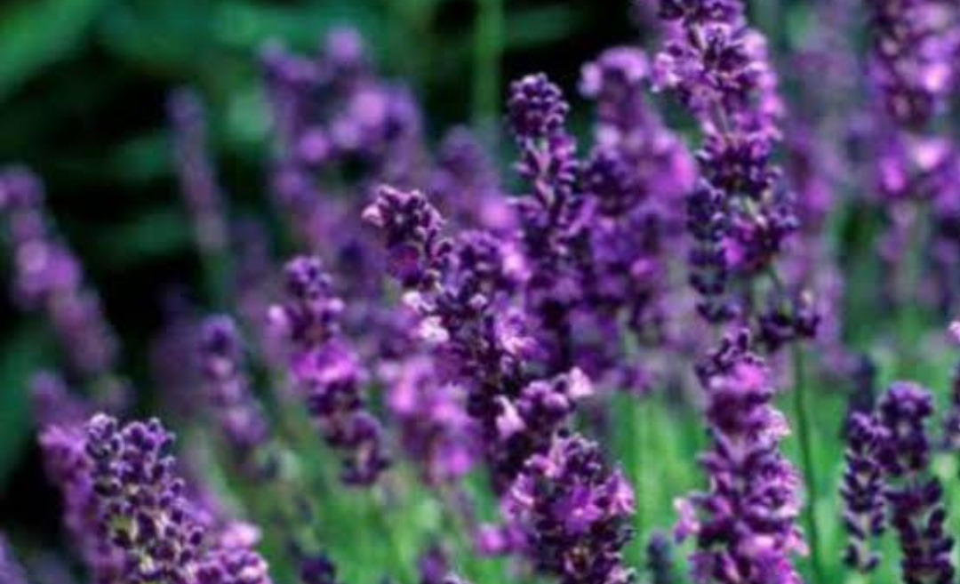 Berikut ini 9 Manfaat Bunga Lavender untuk Kesehatan maupun Kecantikan Anda 26 IMG 20240918 154025