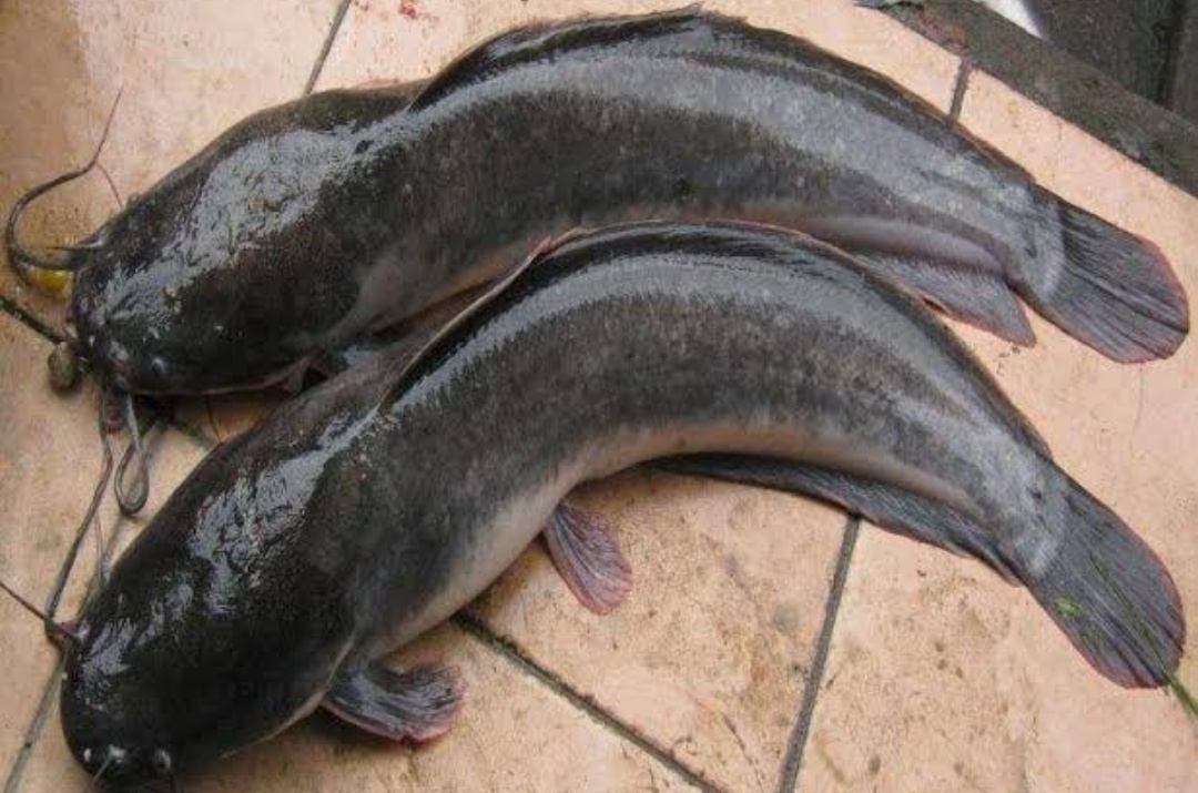 6 Cara Menghilangkan Bau Amis pada Ikan, Salah satunya Garam 26 IMG 20240925 083155