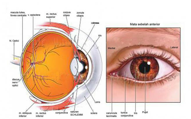 7 Tips Cara Menjaga Kesehatan Mata, Hindari Menatap Layar Gadget Terlalu Lama 26 IMG 20241002 104520