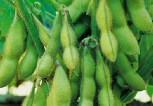 Kacang Kedelai Memiliki 10 Manfaat bagi Kesehatan, Salah satunya Menurunkan Kolesterol 26 IMG 20241007 001456