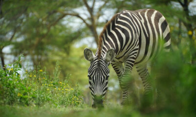 Kegunaan Belang Hitam Putih Pada Zebra