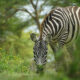 Kegunaan Belang Hitam Putih Pada Zebra