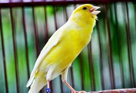 6 Cara Mengatasi Burung Kenari Macet Bunyi