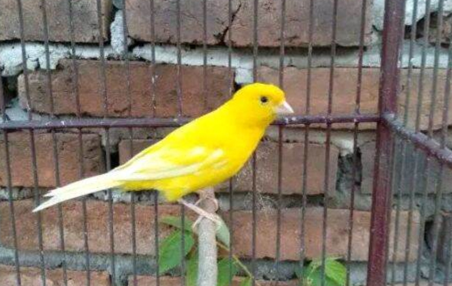 Burung Kenari Macet Bunyi, 7 Obat Alami Ini Membantu Mengatasi 26 Burung Kenari Macet Bunyi, 7 Obat Alami Ini Membantu Mengatasi