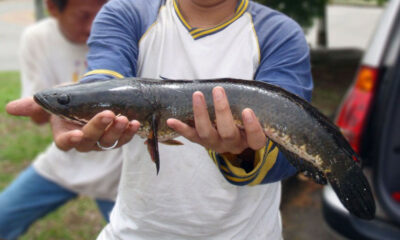 6 Manfaat Kesehatan Mengkonsumsi Ikan Gabus 