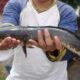 6 Manfaat Kesehatan Mengkonsumsi Ikan Gabus 