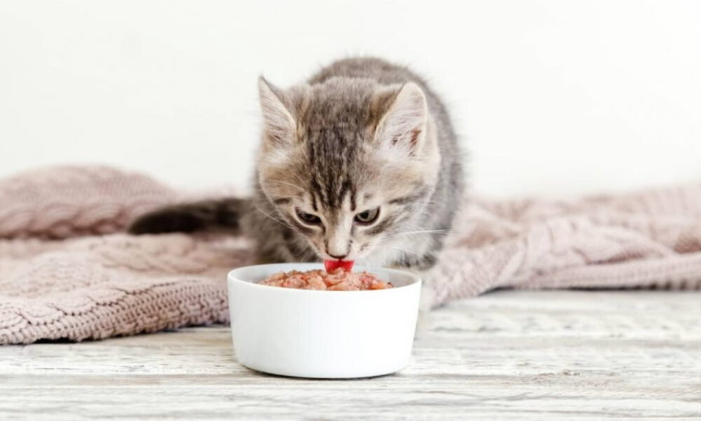 Makanan Kucing yang Paling Favorit dan Tinggi Nutrisi