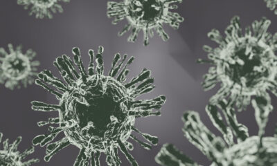 Avian Influenza, Jenis, Penyebaran dan Pencegahannya