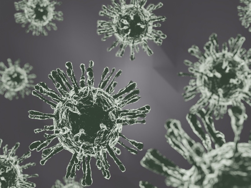 Avian Influenza, Jenis, Penyebaran dan Pencegahannya