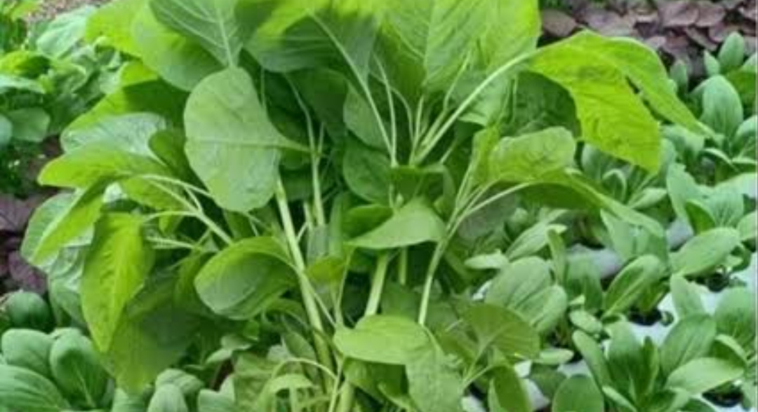 Sayur Bayam Hidangan Popular dan Mudah, Berikut Cara Masaknya 26 IMG 20250212 072145