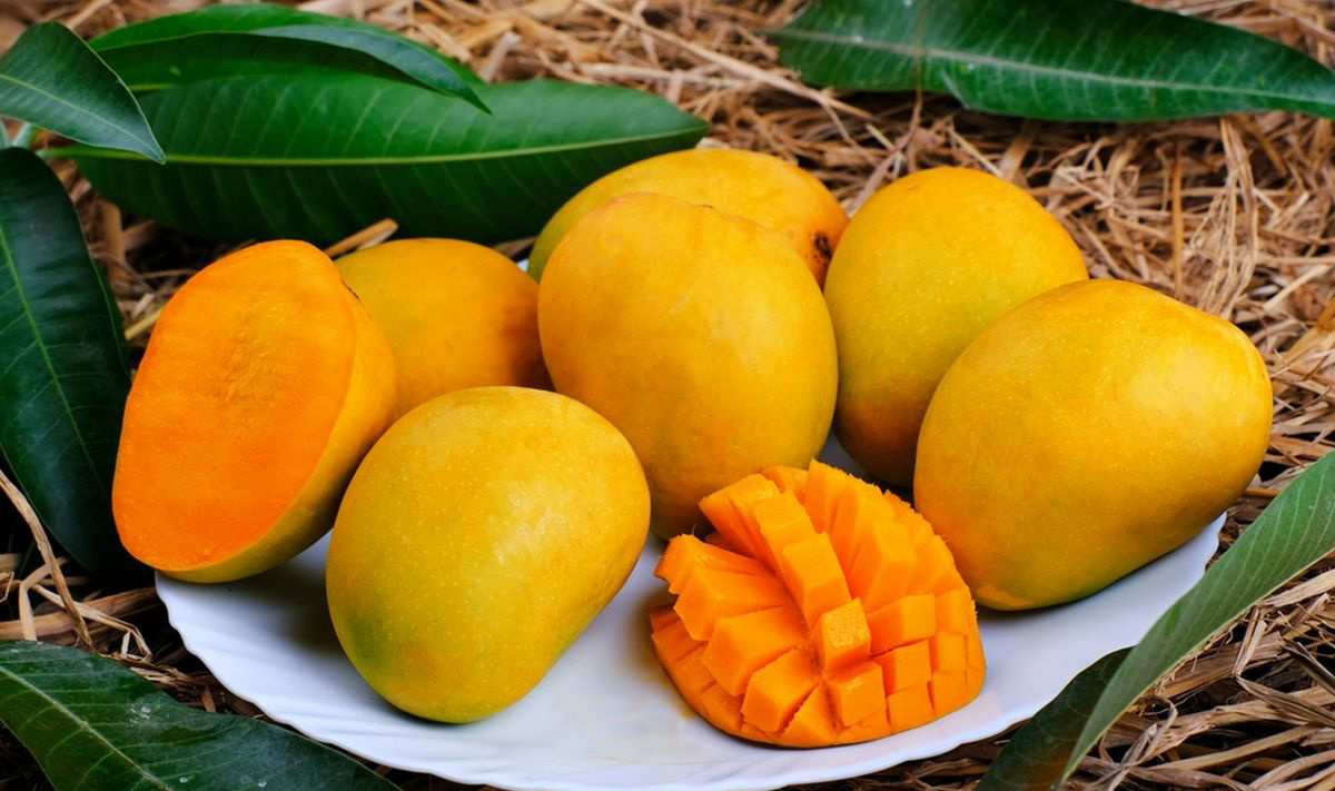 Dampak Konsumsi Mangga: Kaya Nutrisi, tapi Perlu Perhatian 26 IMG 20250221 104159