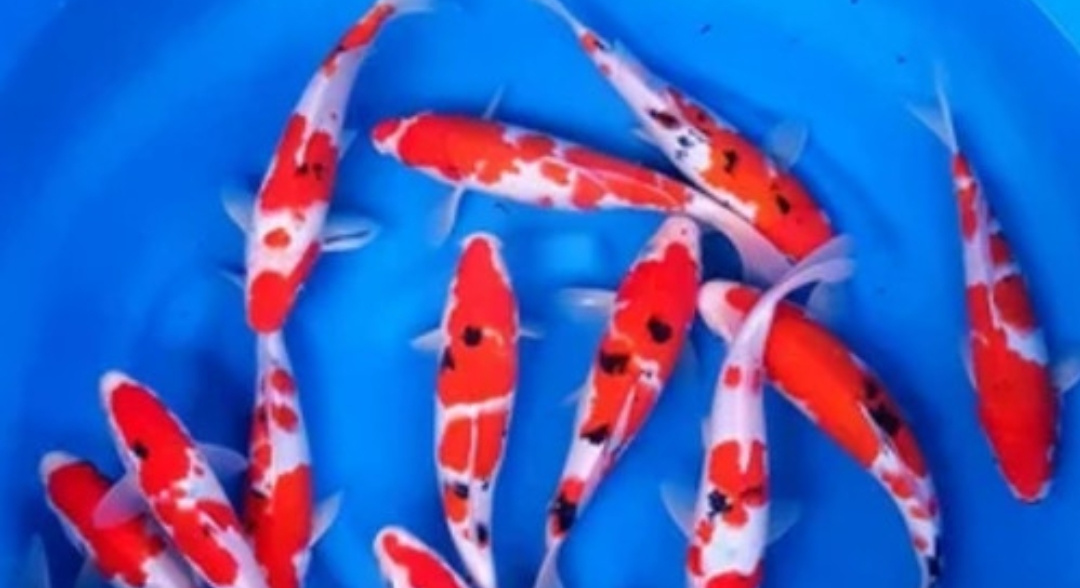Mengenal Ragam Ikan Koi dan Keunikannya 26 IMG 20250310 050127