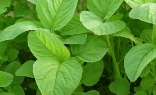 Sayur Bayam: Hidangan Lezat Penuh Manfaat 26 IMG 20250527 083933