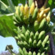 Pisang: Buah Super dengan Manfaat Luar Biasa 27 IMG 20250530 100123
