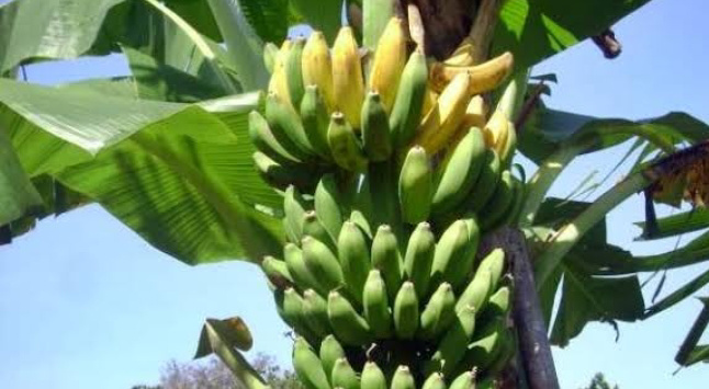 Pisang: Buah Super dengan Manfaat Luar Biasa 26 IMG 20250530 100123