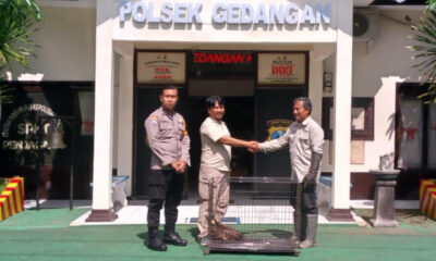 Elang Ular Bido Terjerat Jaring di Malang Berhasil Diselamatkan dan Diserahkan ke BBKSDA Jatim 29 IMG 20250617 104021