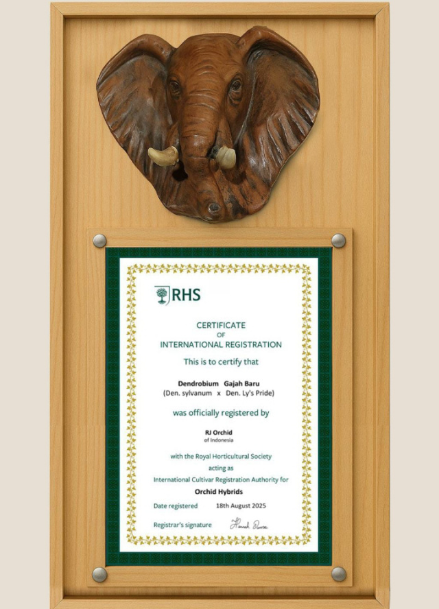 Anggrek Hibrida 'Gajah Baru' Bawa Nama Indonesia ke Kancah Internasional 28 Sertifikat Royal Horticultural Society (RHS) International