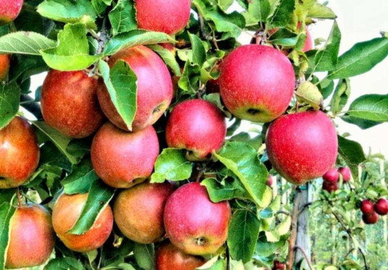 Perbandingan Kualitas: Apel Batu vs. Apel Poncokusumo Malang 26 IMG 20251211 070608