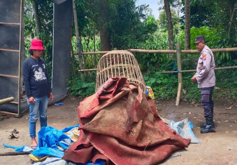 Respons Cepat Aduan Warga, Polres Malang Bongkar Arena Judi Sabung Ayam di Belung Poncokusumo