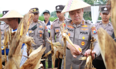 Polres Malang Panen Raya Jagung di Gondanglegi: Perkuat Ketahanan Pangan 2026