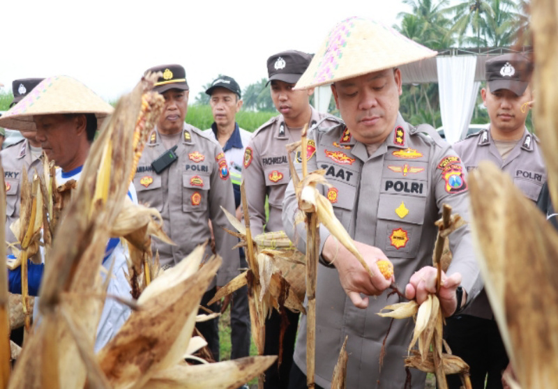 Polres Malang Panen Raya Jagung di Gondanglegi: Perkuat Ketahanan Pangan 2026