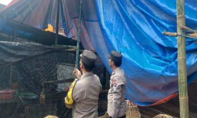 Polres Malang Bongkar Arena Judi Sabung Ayam di Pakisaji: Langkah Tegas Cegah Perjudian